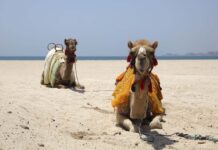 California Desert Travel Insights