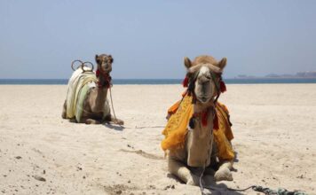 A Guide to Staying Healthy on Vacation